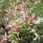 Salix integra 'Hakuro-nishiki'